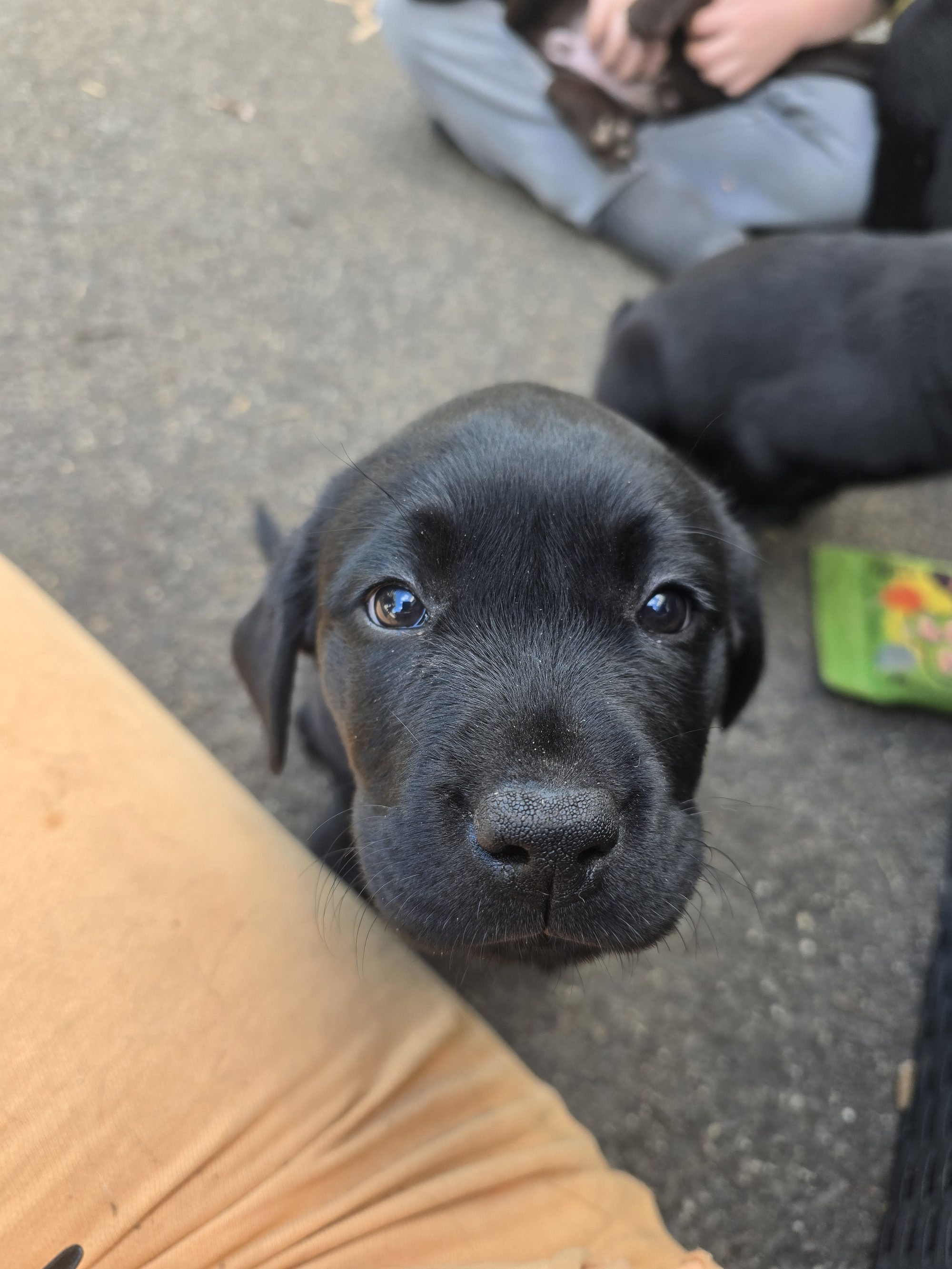 Hayley Test User's pup