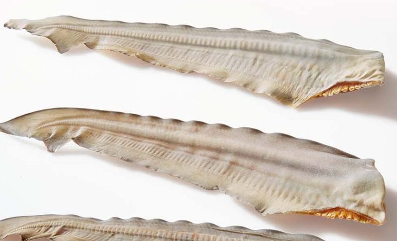 Shark Tails - STRONG JAW - LONG LASTING - PUPPY OR ADULT