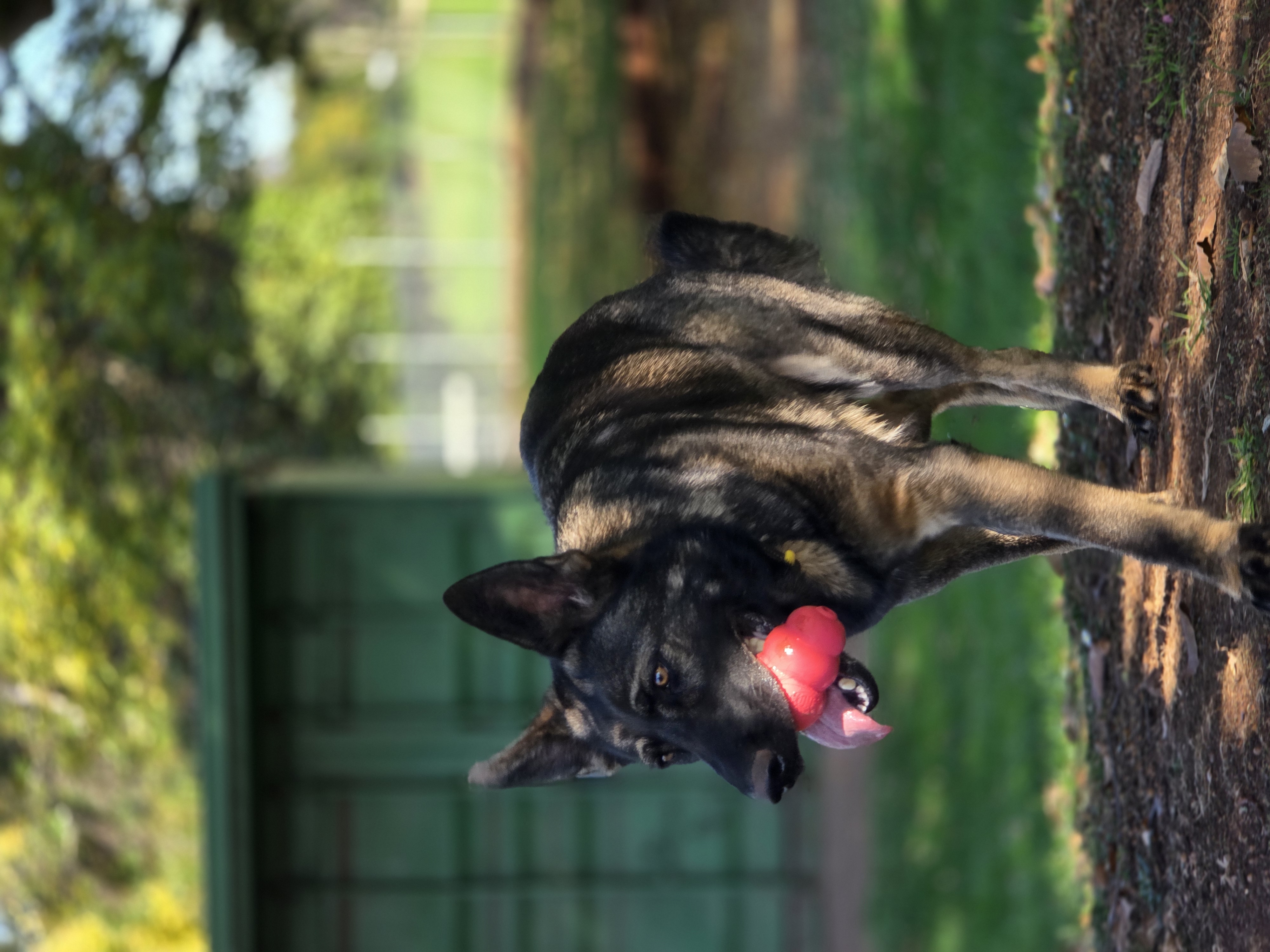 Kong!