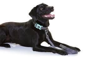 DOOG DOG  COLLARS